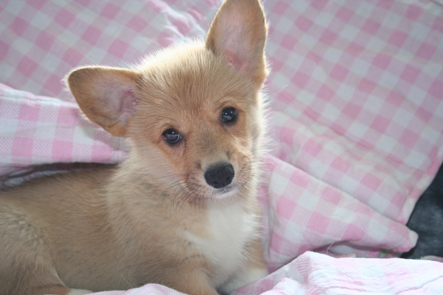 Puppies